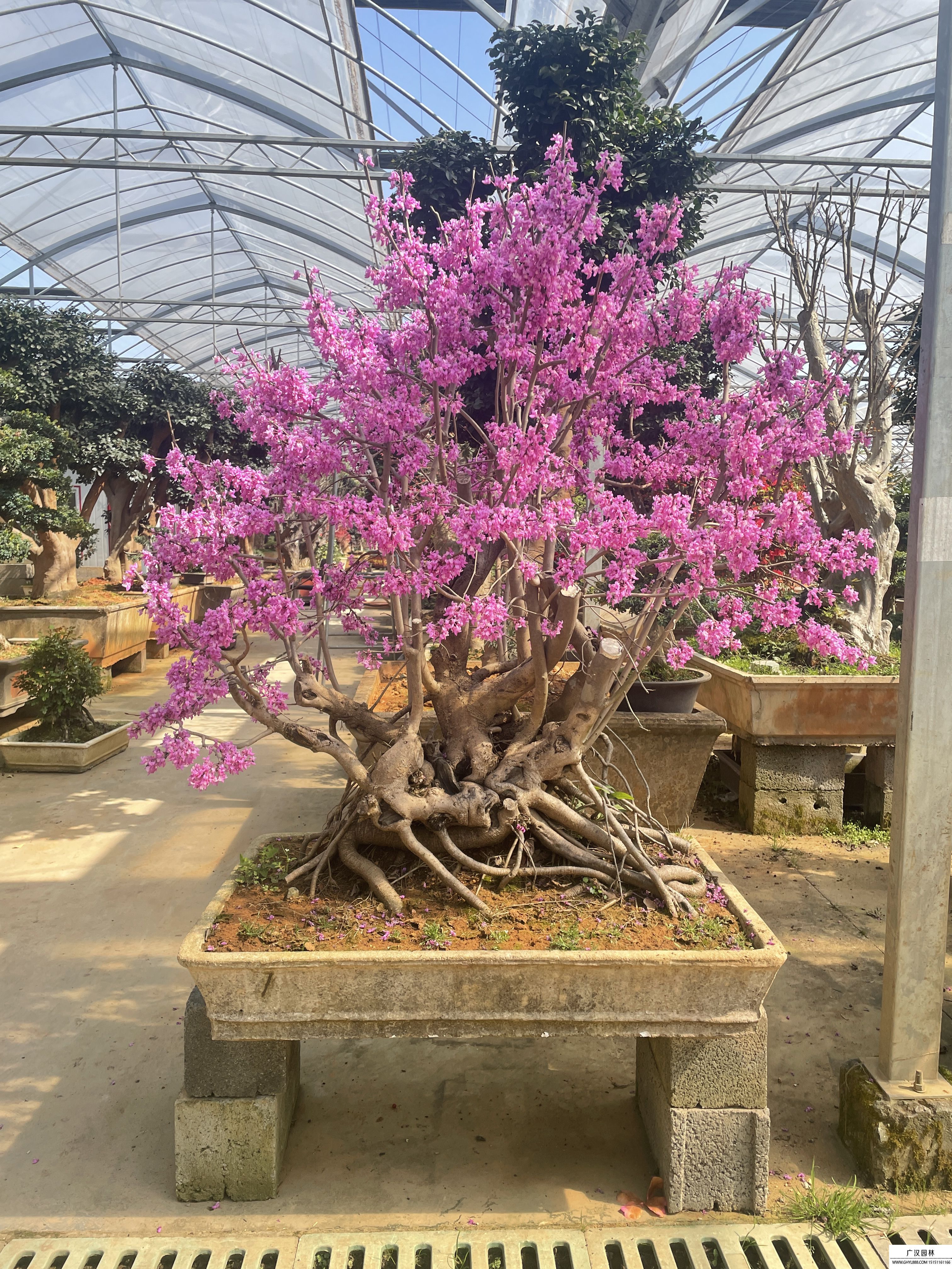 紫荊盆景