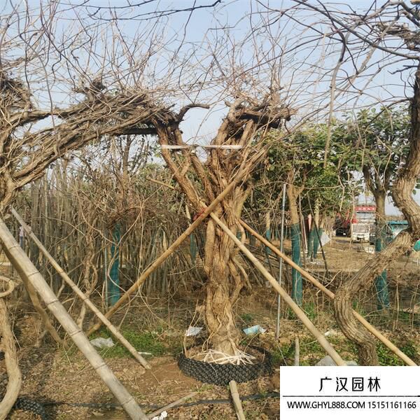 美國(guó)凌霄 美國(guó)凌霄