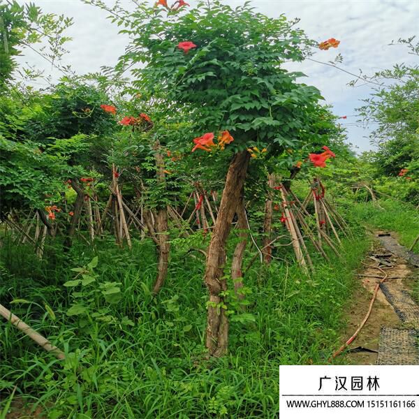 美國(guó)凌霄 美國(guó)凌霄