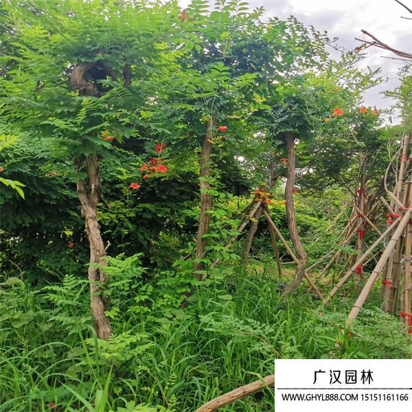 美國(guó)凌霄 美國(guó)凌霄