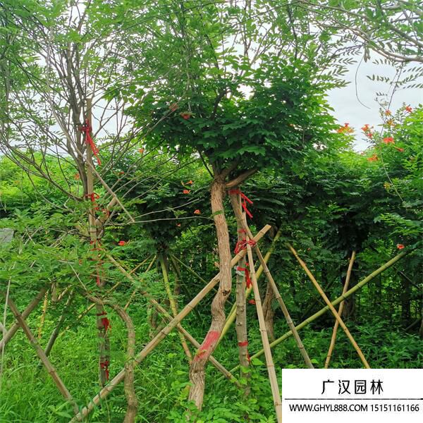 美國(guó)凌霄 美國(guó)凌霄