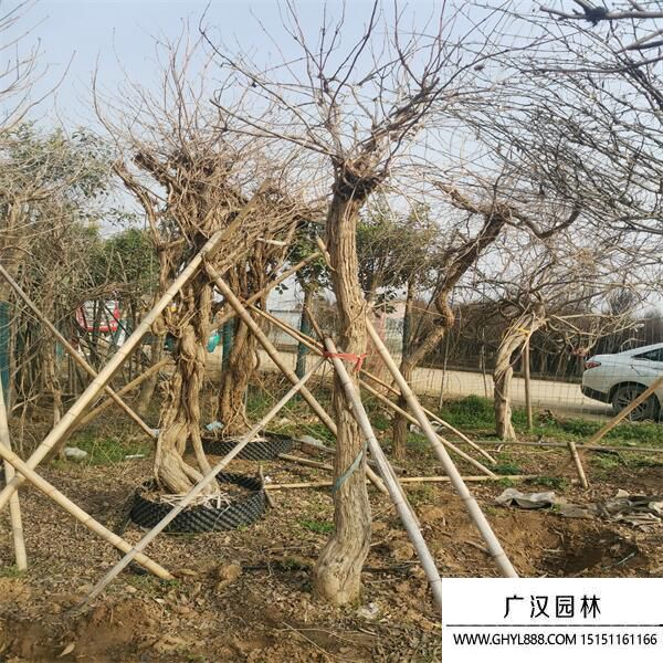 美國(guó)凌霄 美國(guó)凌霄