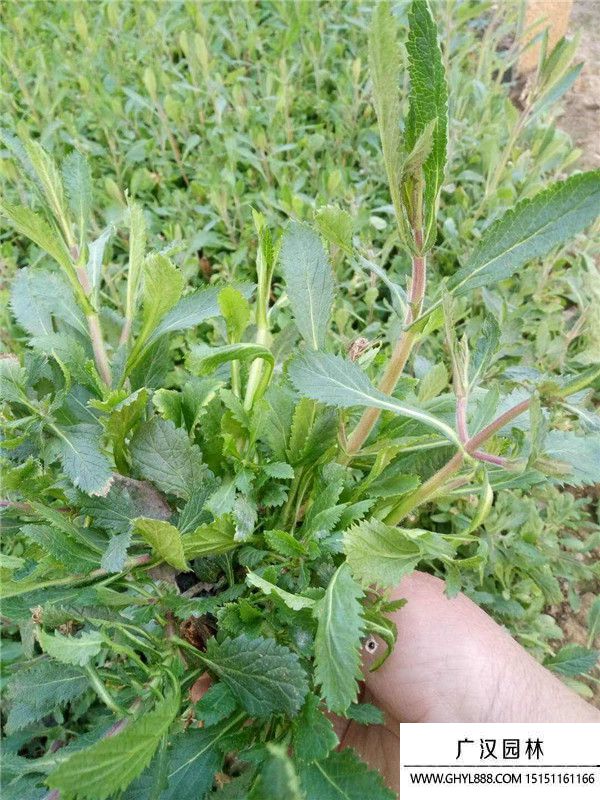 馬鞭草3_副本.jpg