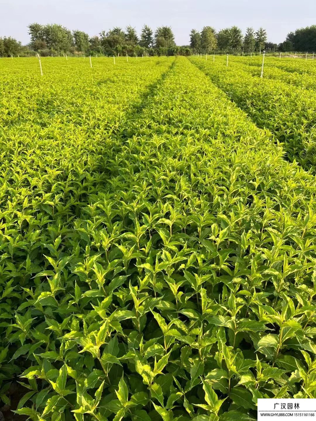 紅王子錦帶 紅王子錦帶