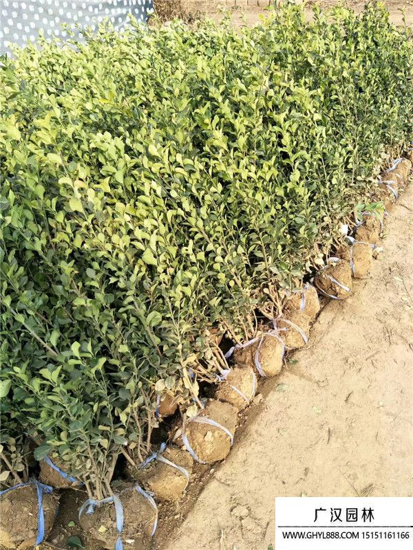 衛(wèi)矛工程苗