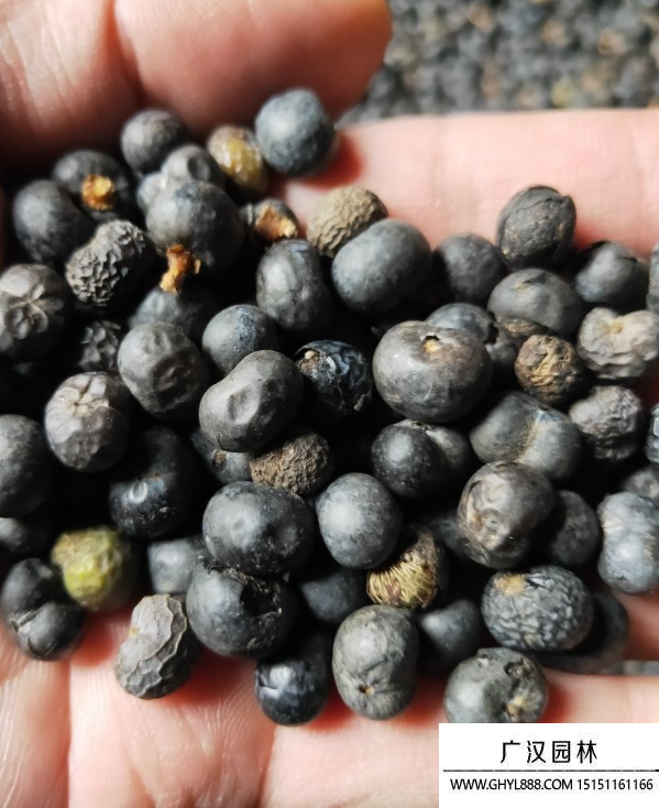 棕櫚種子 棕櫚種子