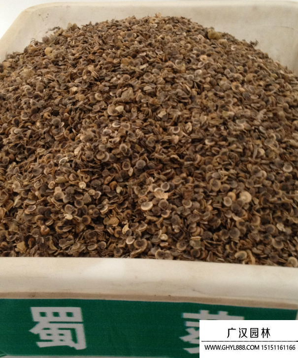 蜀葵種子 蜀葵種子