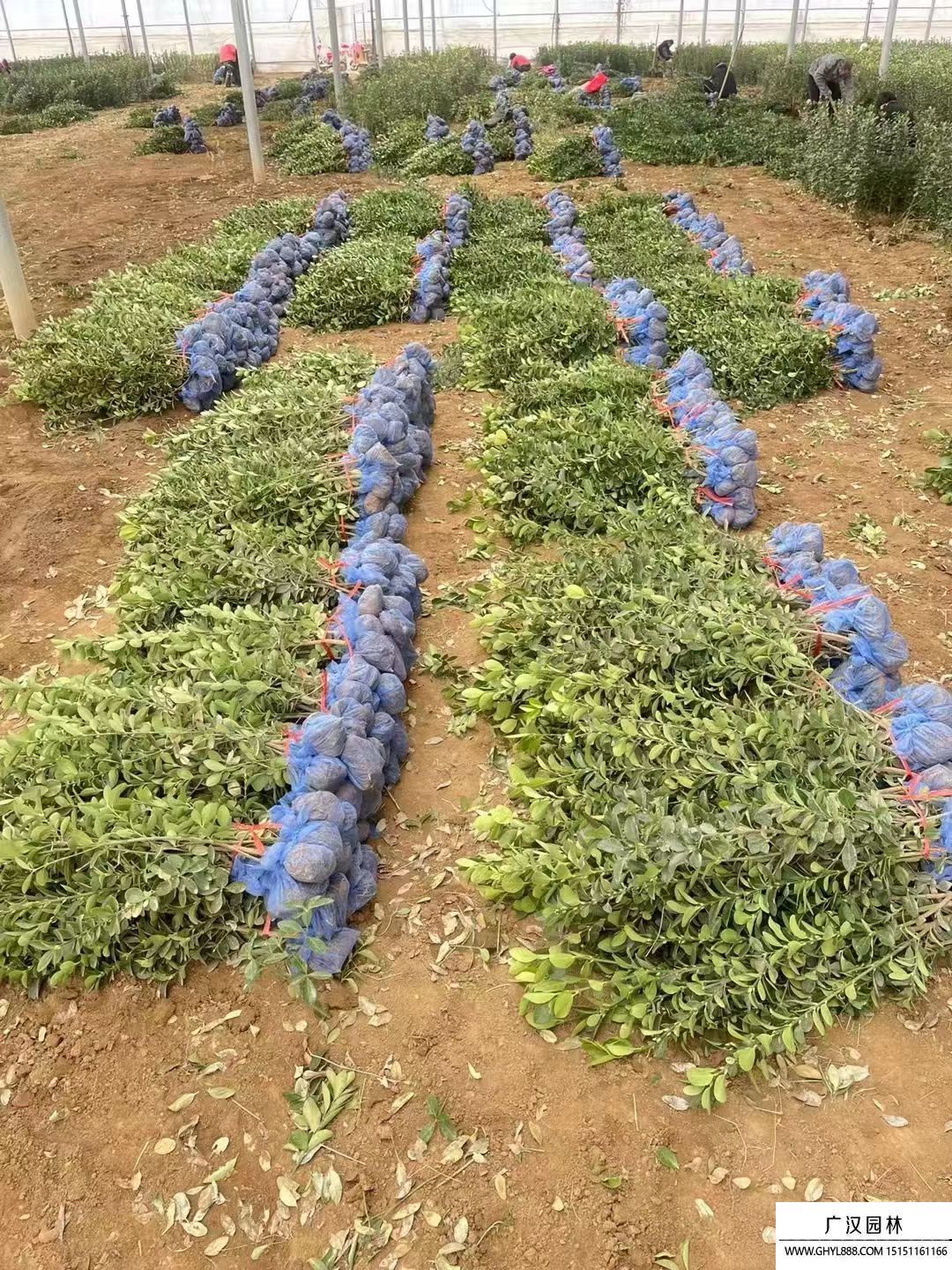 大葉黃楊 大葉黃楊