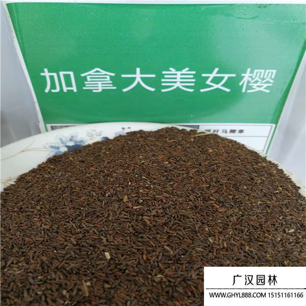 美女櫻種子 美女櫻種子