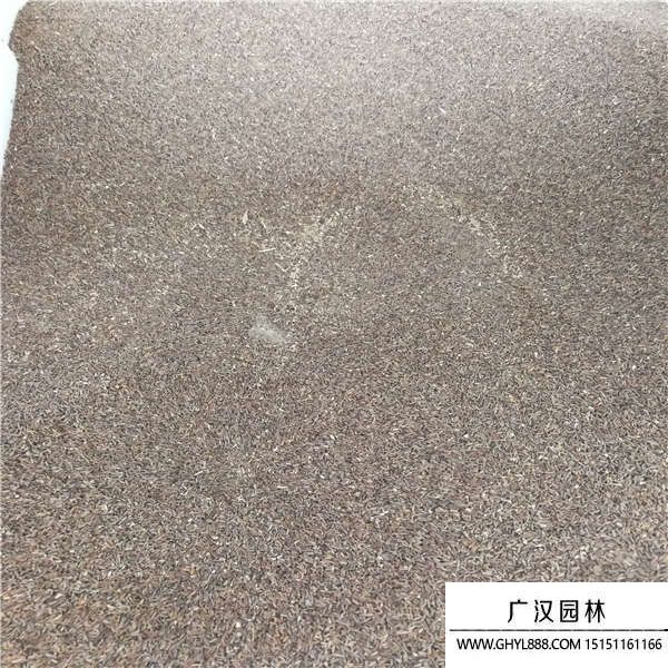 美女櫻種子 美女櫻種子