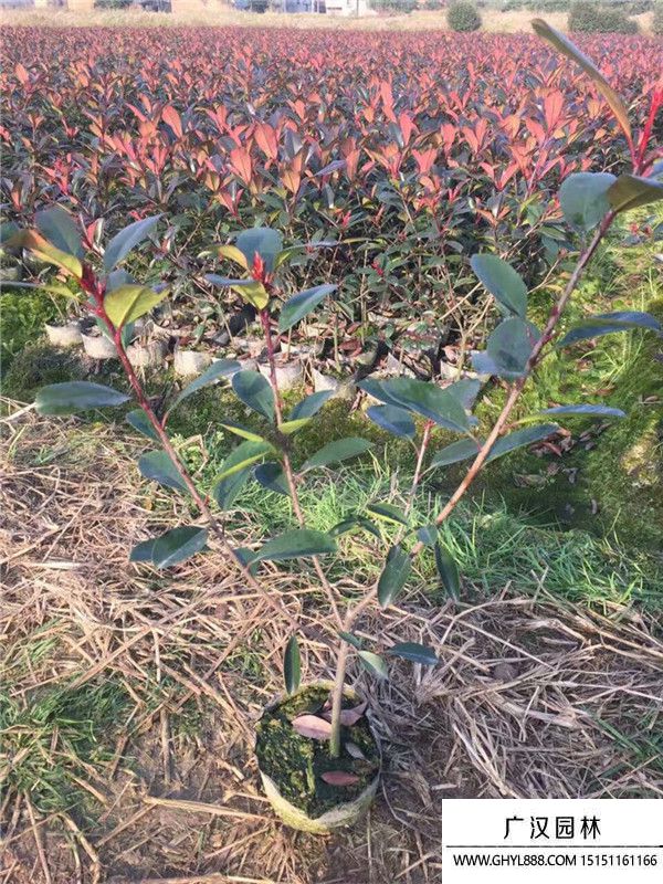 紅葉石楠苗. 紅葉石楠苗.