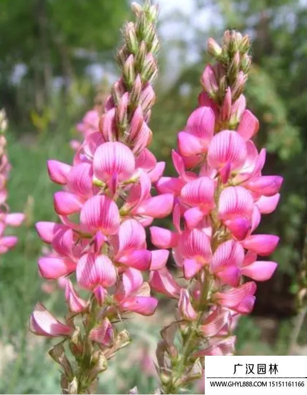豆科牧草 豆科牧草