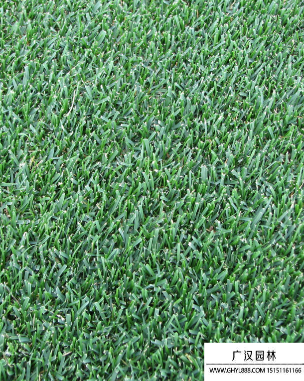 草地早熟禾 草地早熟禾