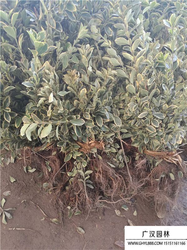 金邊黃楊苗 (1).jpg 金邊黃楊苗 (1).jpg