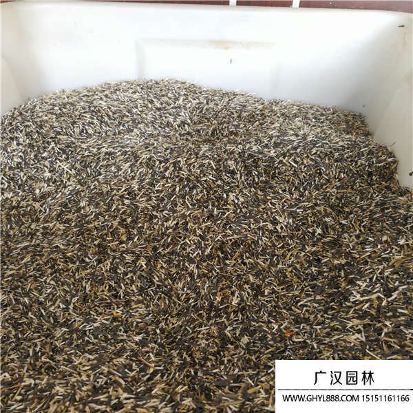 萬(wàn)壽菊 萬(wàn)壽菊