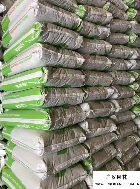 草坪種子 草坪種子