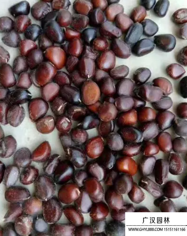 芍藥種子 芍藥種子