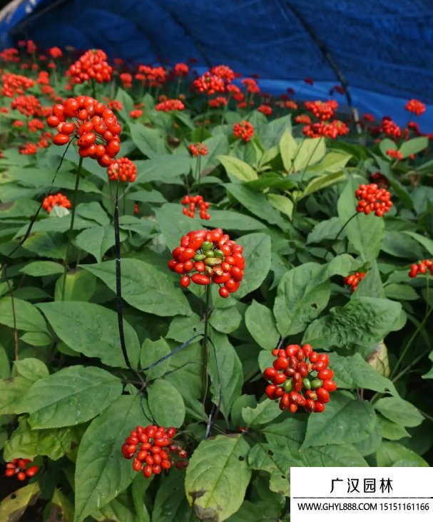 人參種子 人參種子