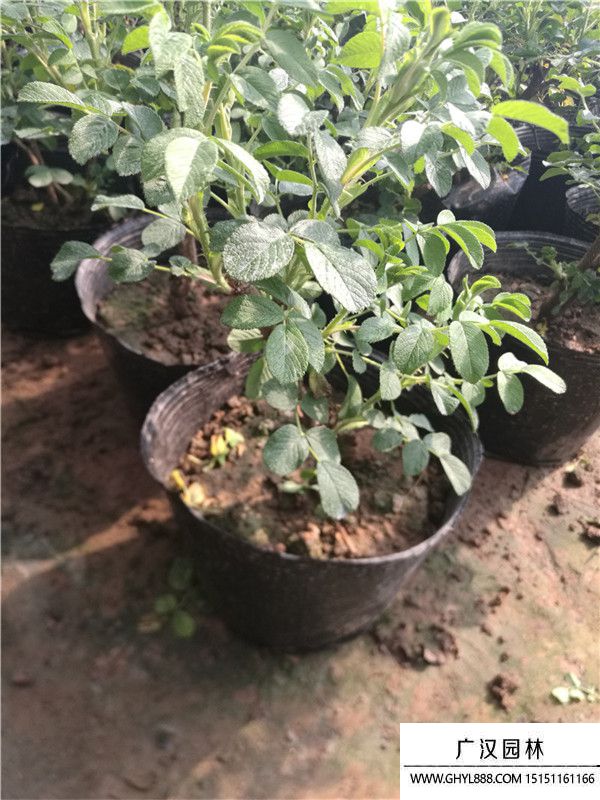 月季。。 (5).jpg