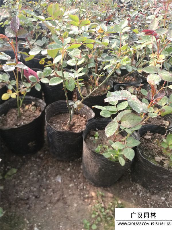 月季。。 (13).jpg