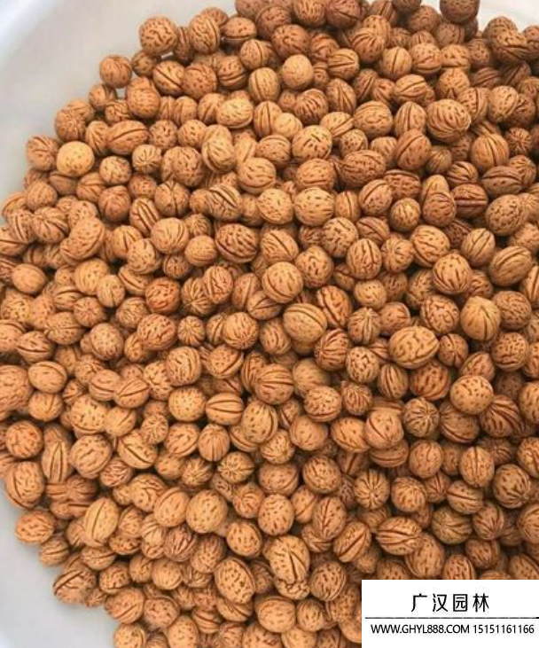 桃子種子 桃子種子