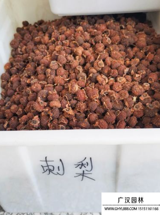 刺梨種子 刺梨種子