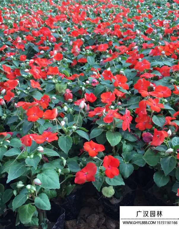 五彩鳳仙 五彩鳳仙