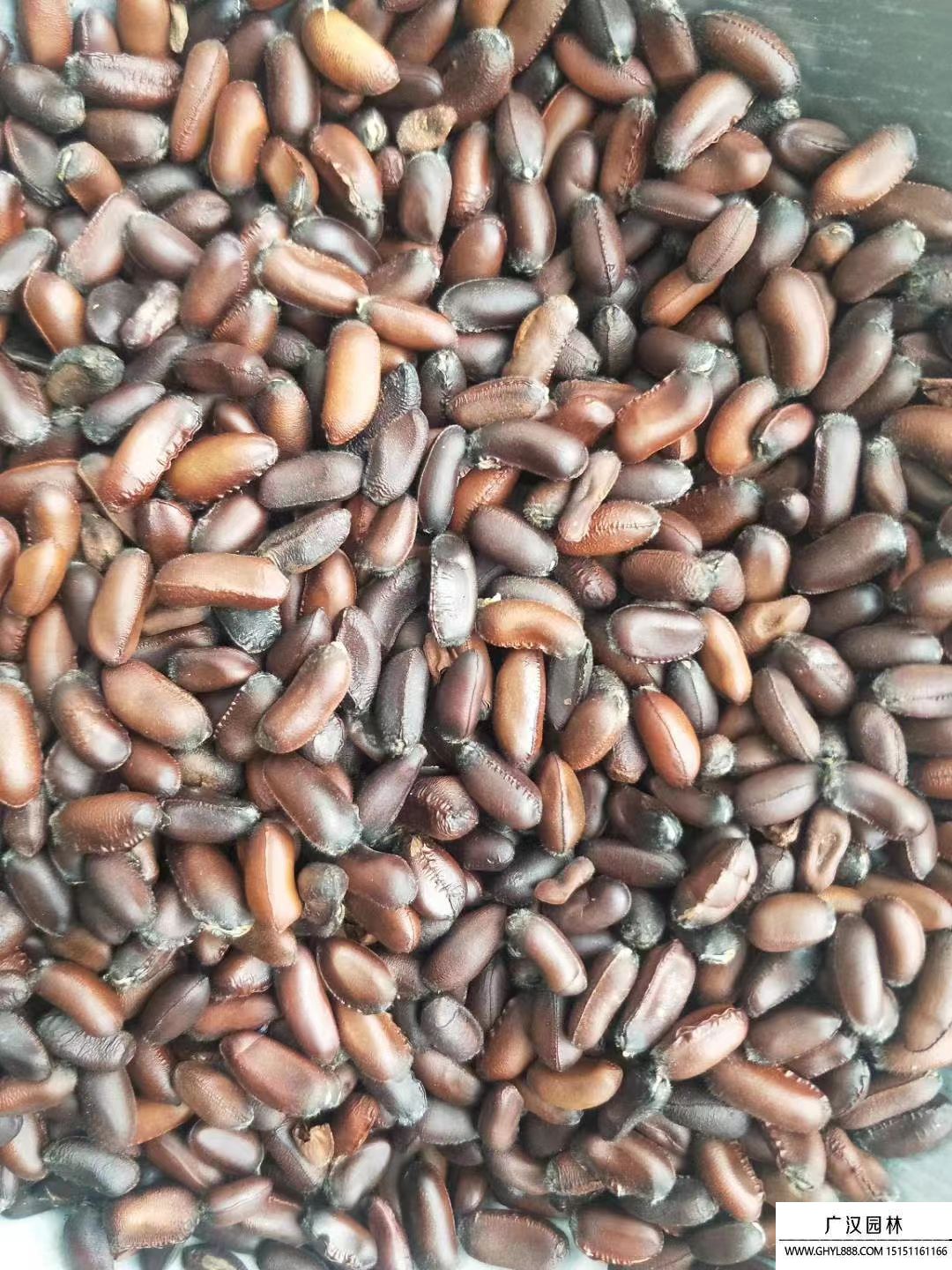 臘梅種子 臘梅種子