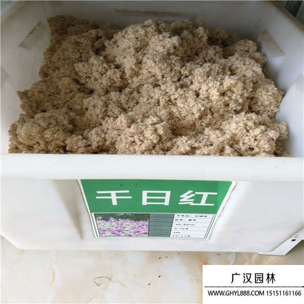 千日紅種子 千日紅種子