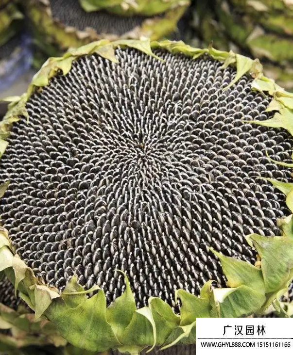 向日葵種子 向日葵種子