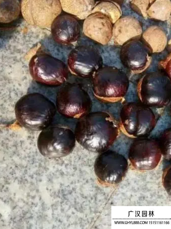 七葉樹(shù)種子