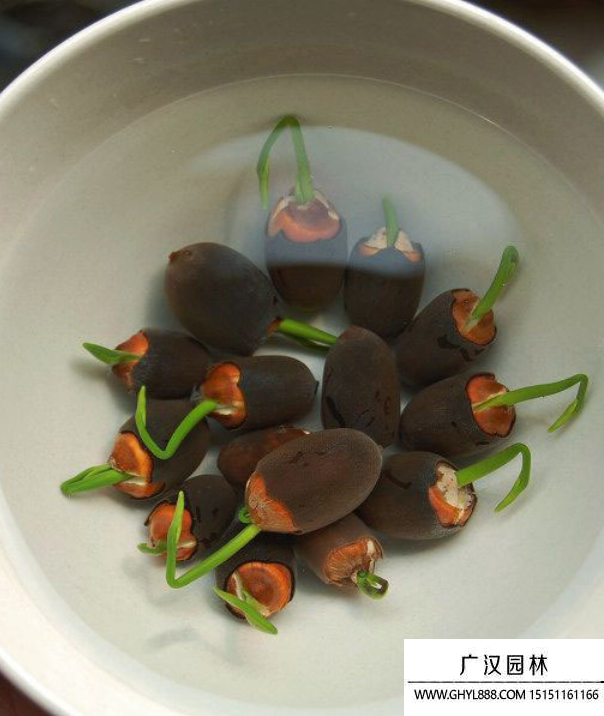 碗蓮種子 碗蓮種子