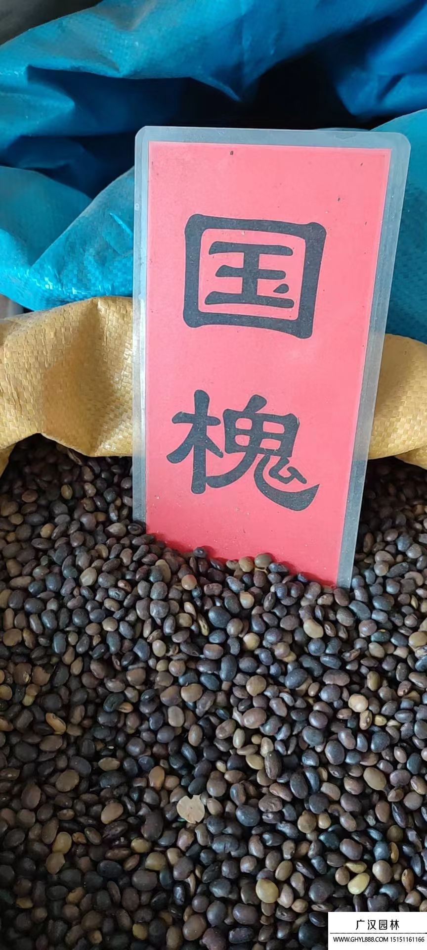 國槐種子 國槐種子