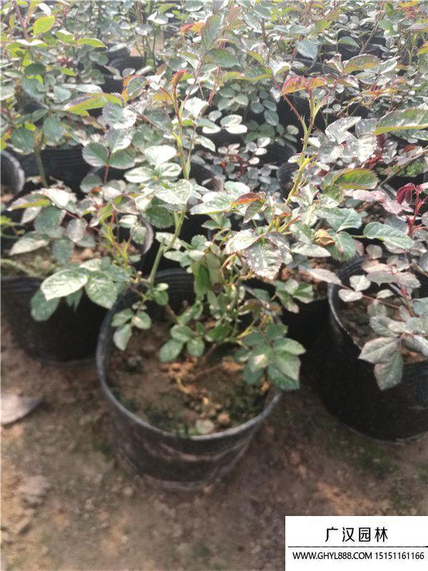 月季。。 (12).jpg