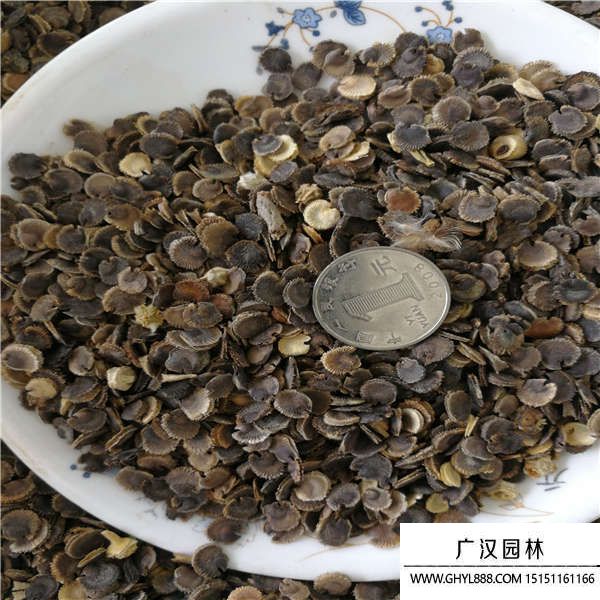 蜀葵種子 蜀葵種子