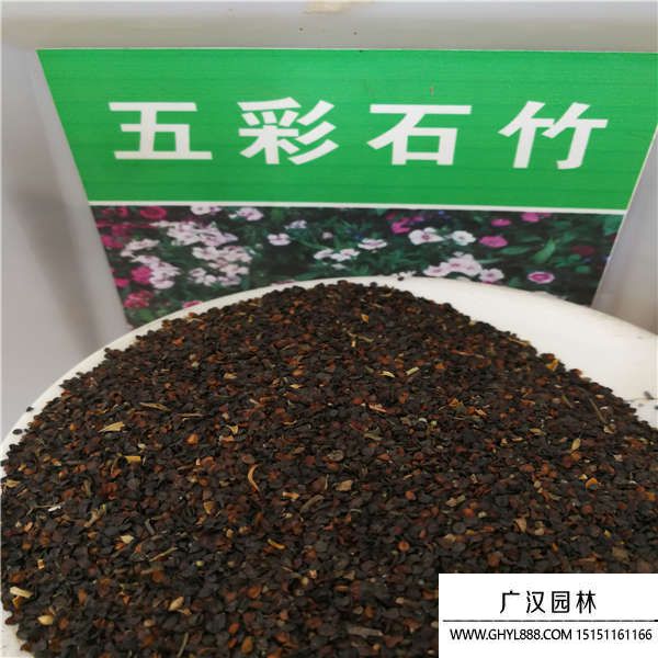 五彩石竹種子 五彩石竹種子