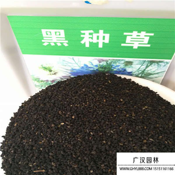 黑種草種子