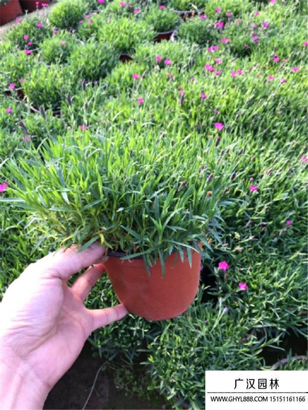 歐石竹4.jpg 歐石竹4.jpg