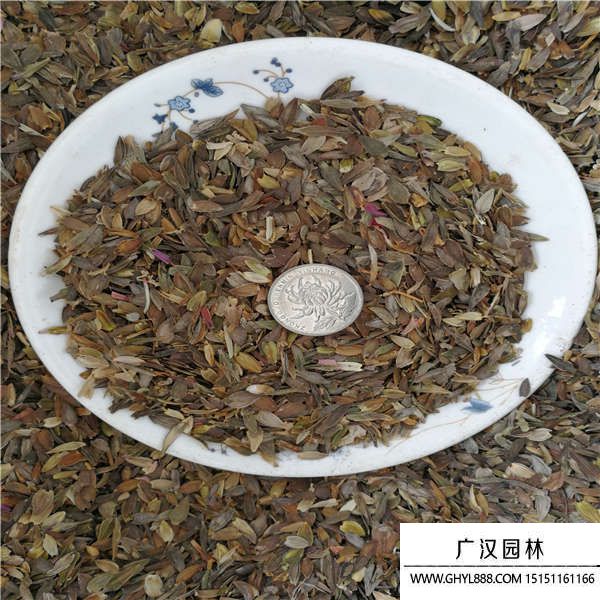 百日草種子 百日草種子