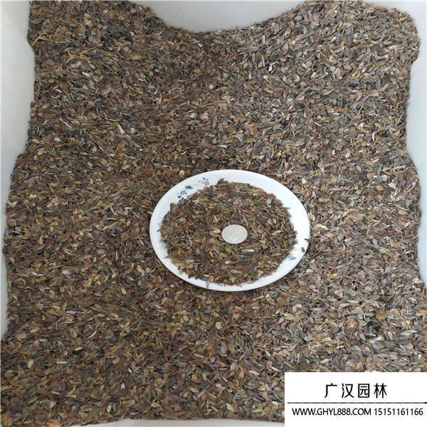 百日草種子 百日草種子