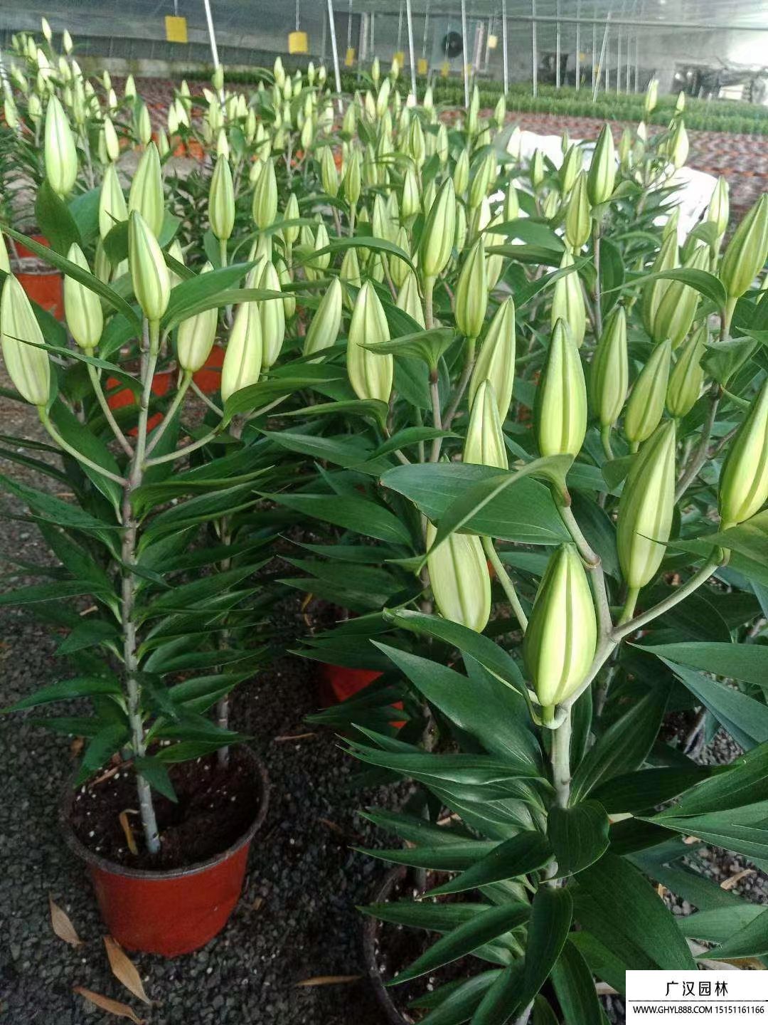 香水百合 香水百合