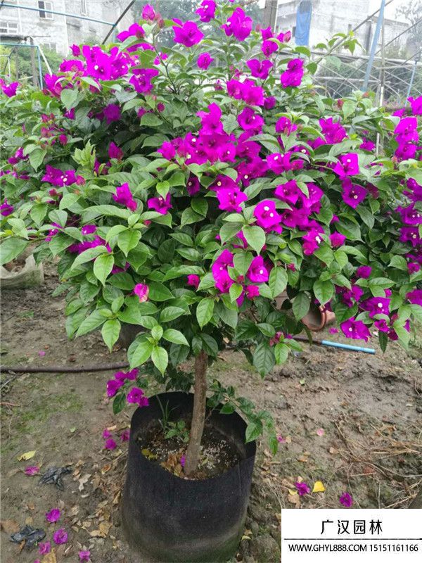 三角梅 (2).jpg 三角梅 (2).jpg