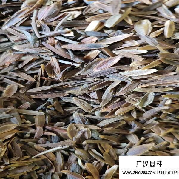 丁香種子 丁香種子