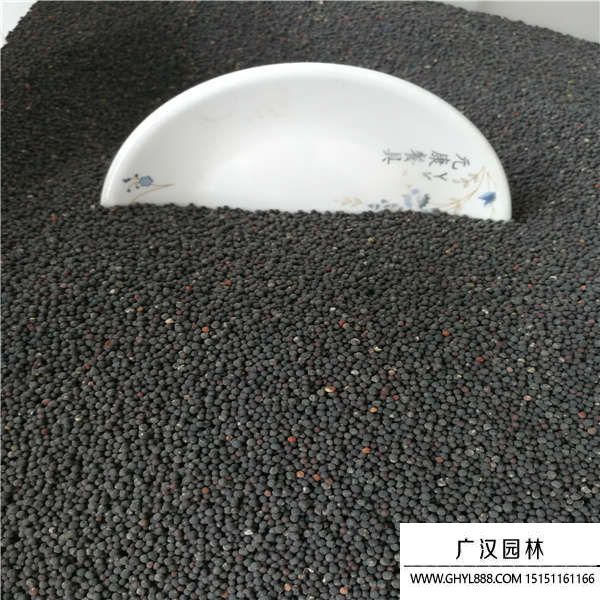 滿(mǎn)天星種子 滿(mǎn)天星種子