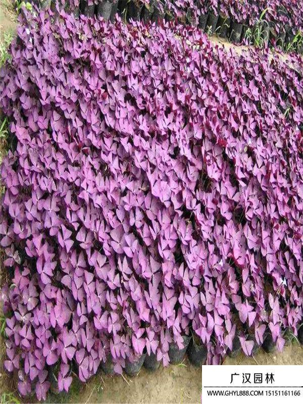 紫葉酢漿草 (1).jpg