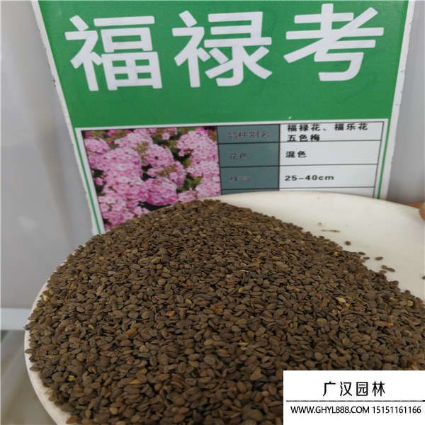 福樂花種子 福樂花種子