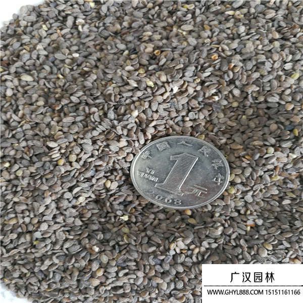 福樂花種子 福樂花種子