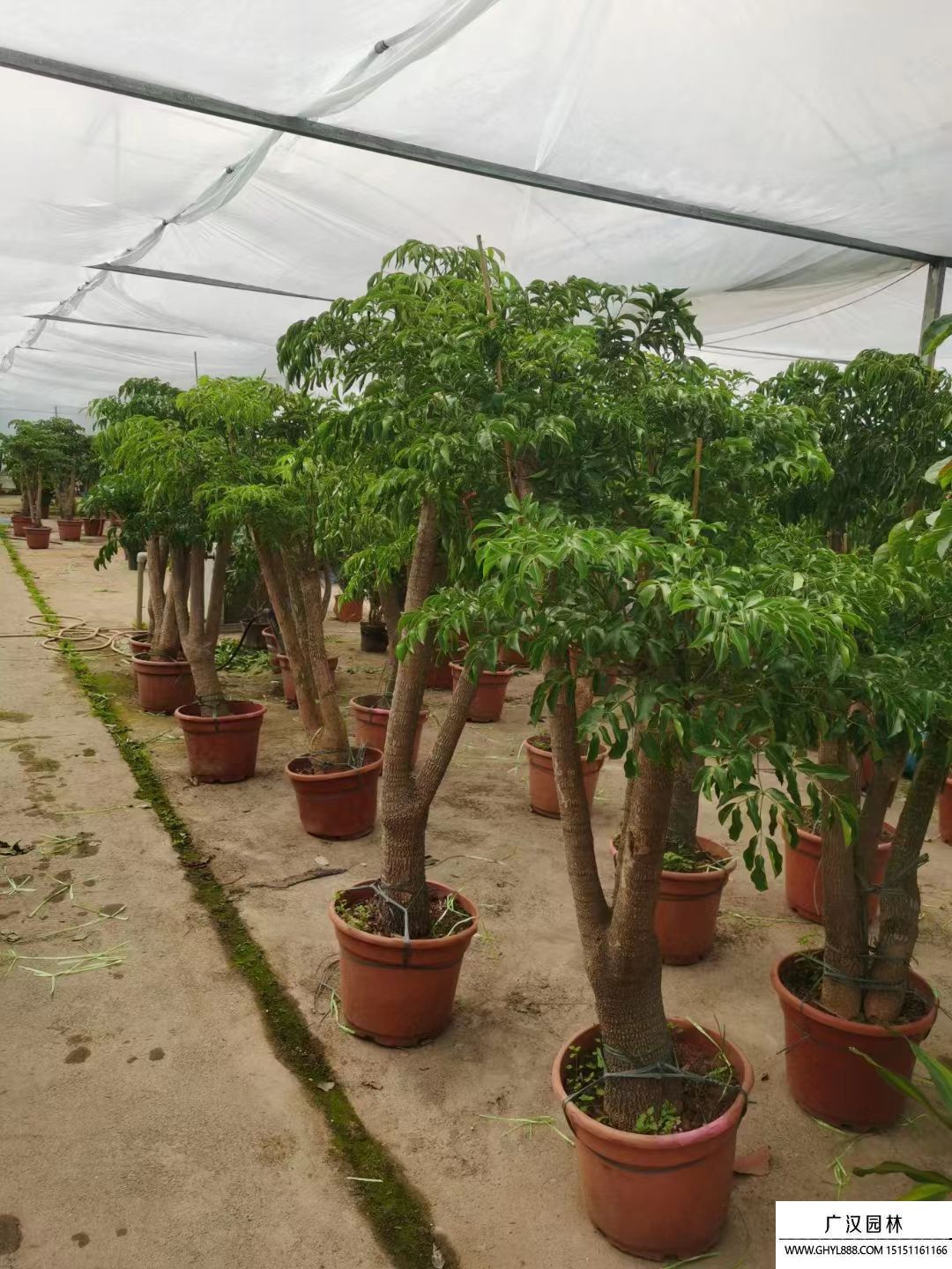 幸福樹(shù) 幸福樹(shù)