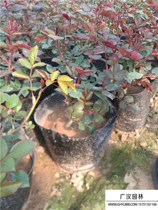 月季。。 (7).jpg