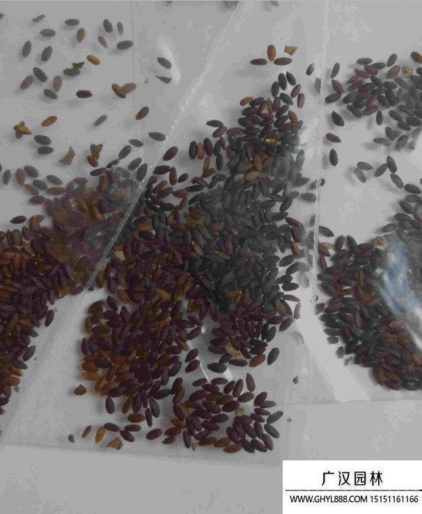 多肉種子 多肉種子